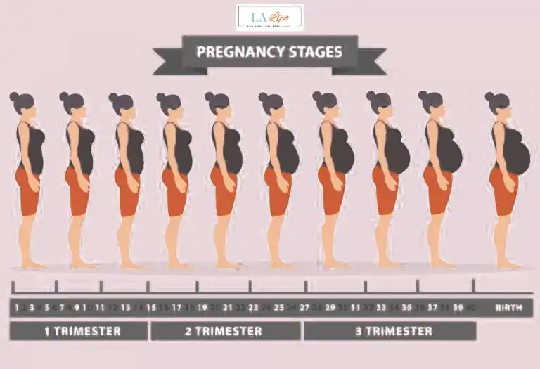 First Trimester (Weeks 1–12): Early Changes You Might Not Notice Bootle